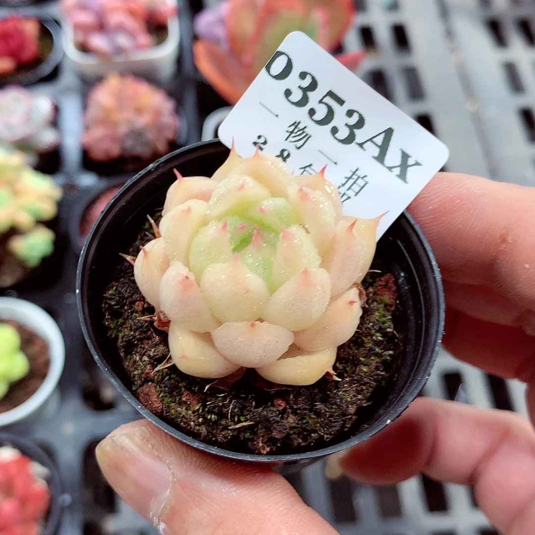 5厘米盆精控多肉353