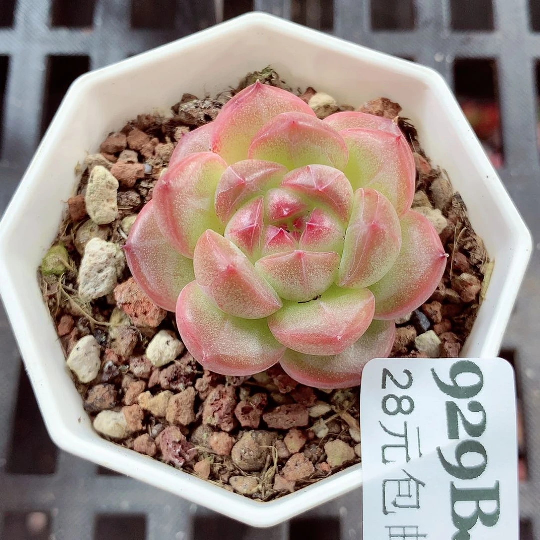 5厘米盆精控多肉929