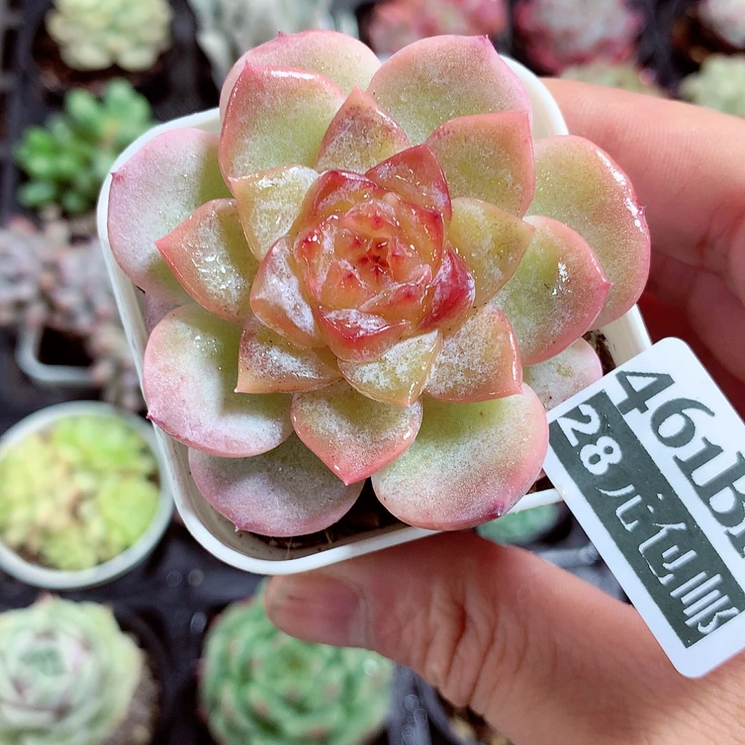 5厘米盆精控多肉461