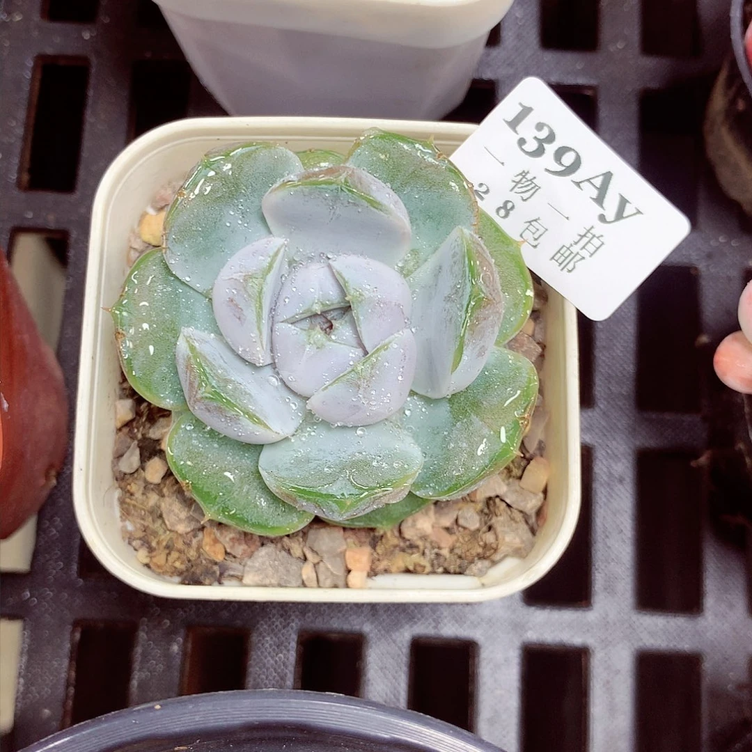 5厘米盆精控多肉139