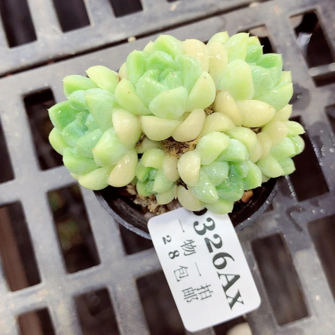 5厘米盆精控多肉326