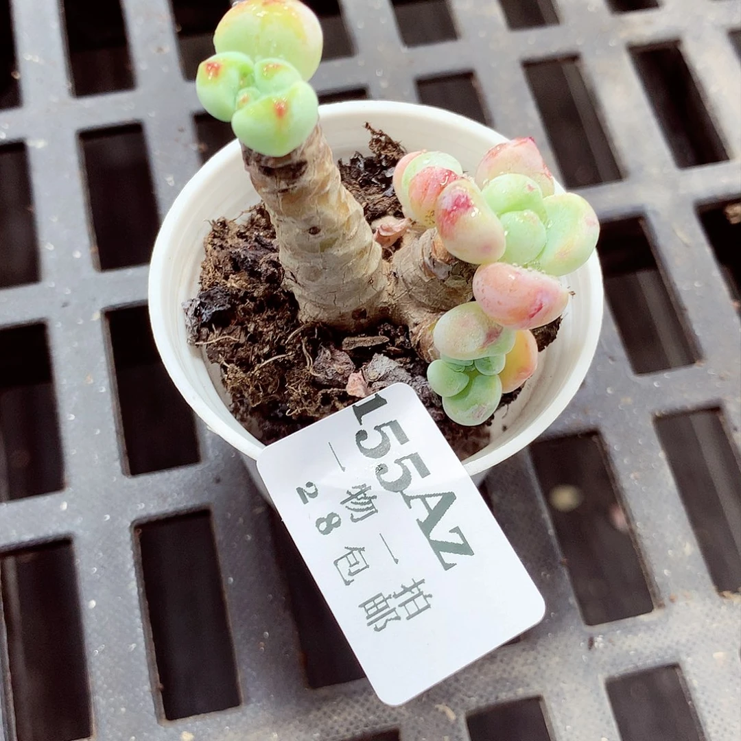 5厘米盆精控多肉155