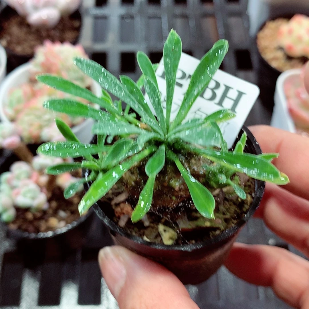 5厘米盆精控多肉127