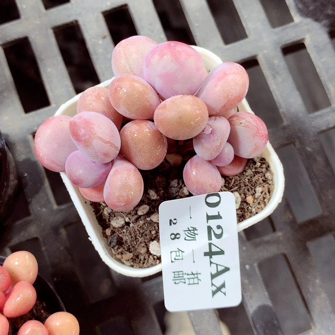 5厘米盆精控多肉124