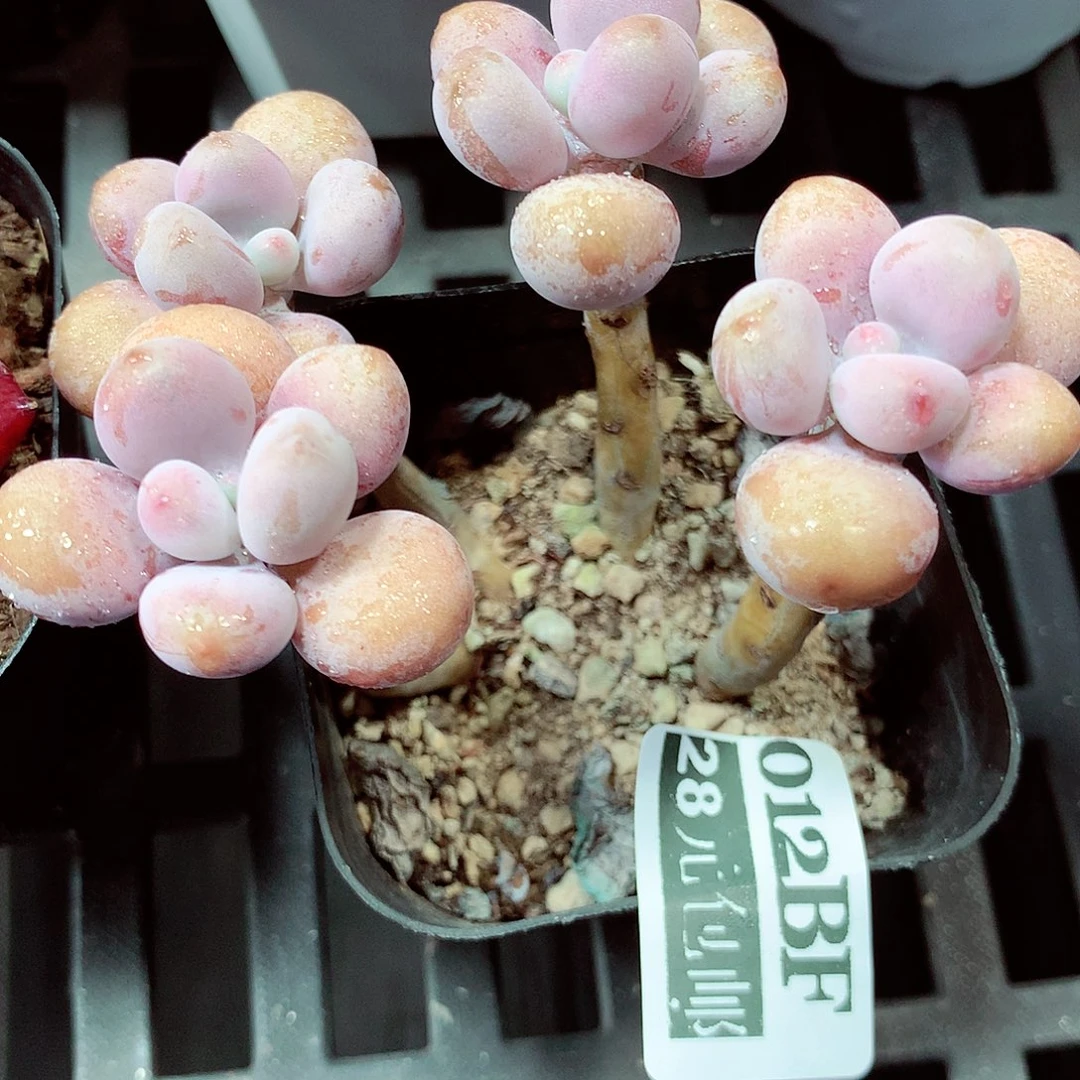 5厘米盆精控多肉012