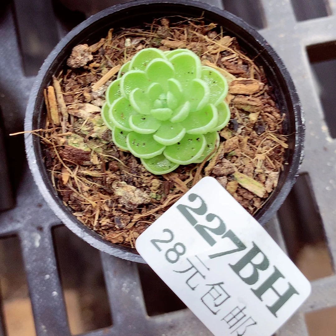 5厘米盆精控多肉227