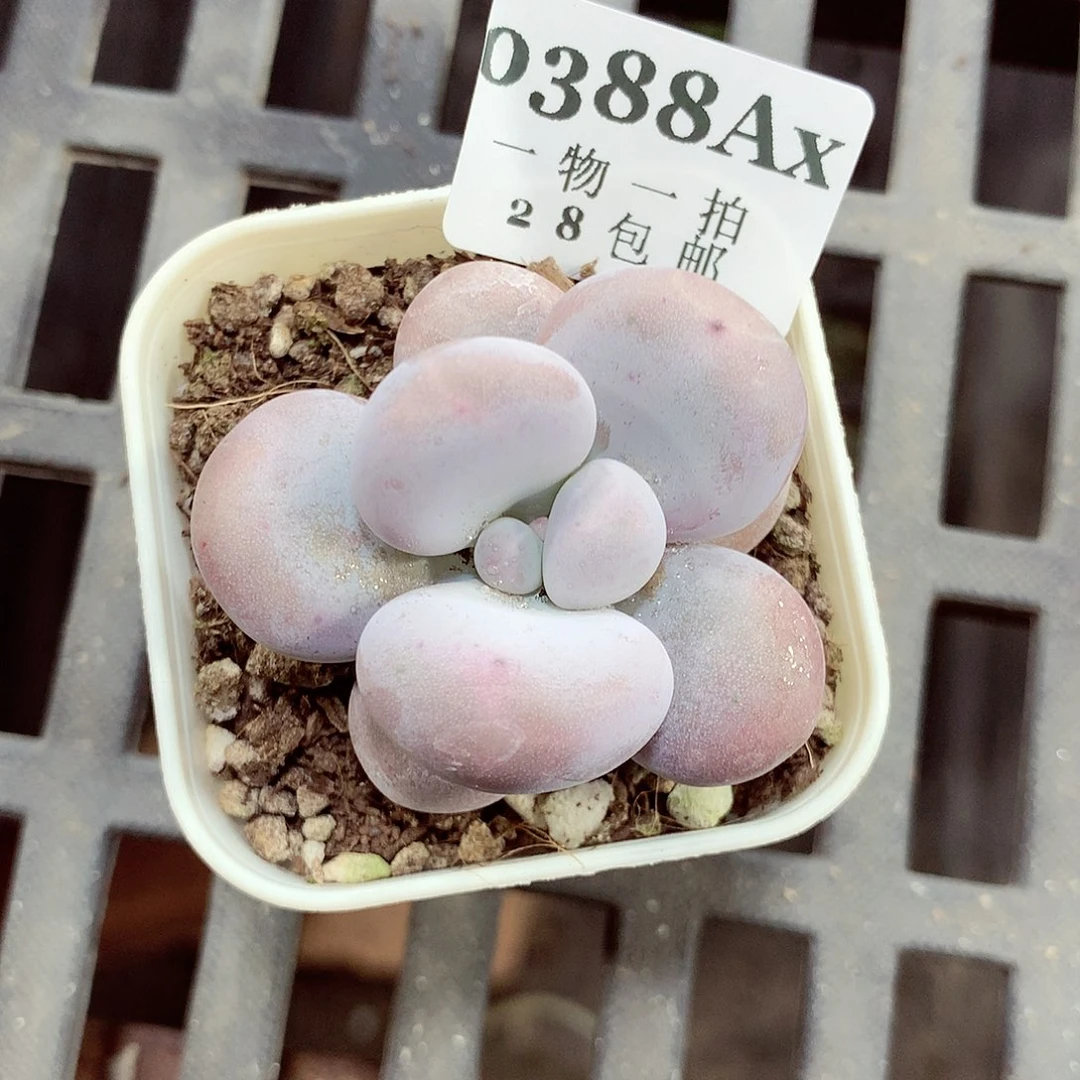 5厘米盆精控多肉388