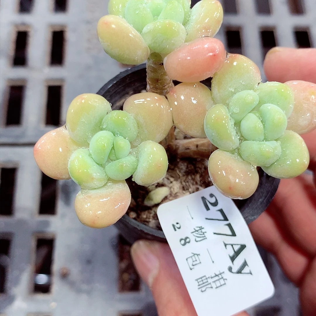 5厘米盆精控多肉277