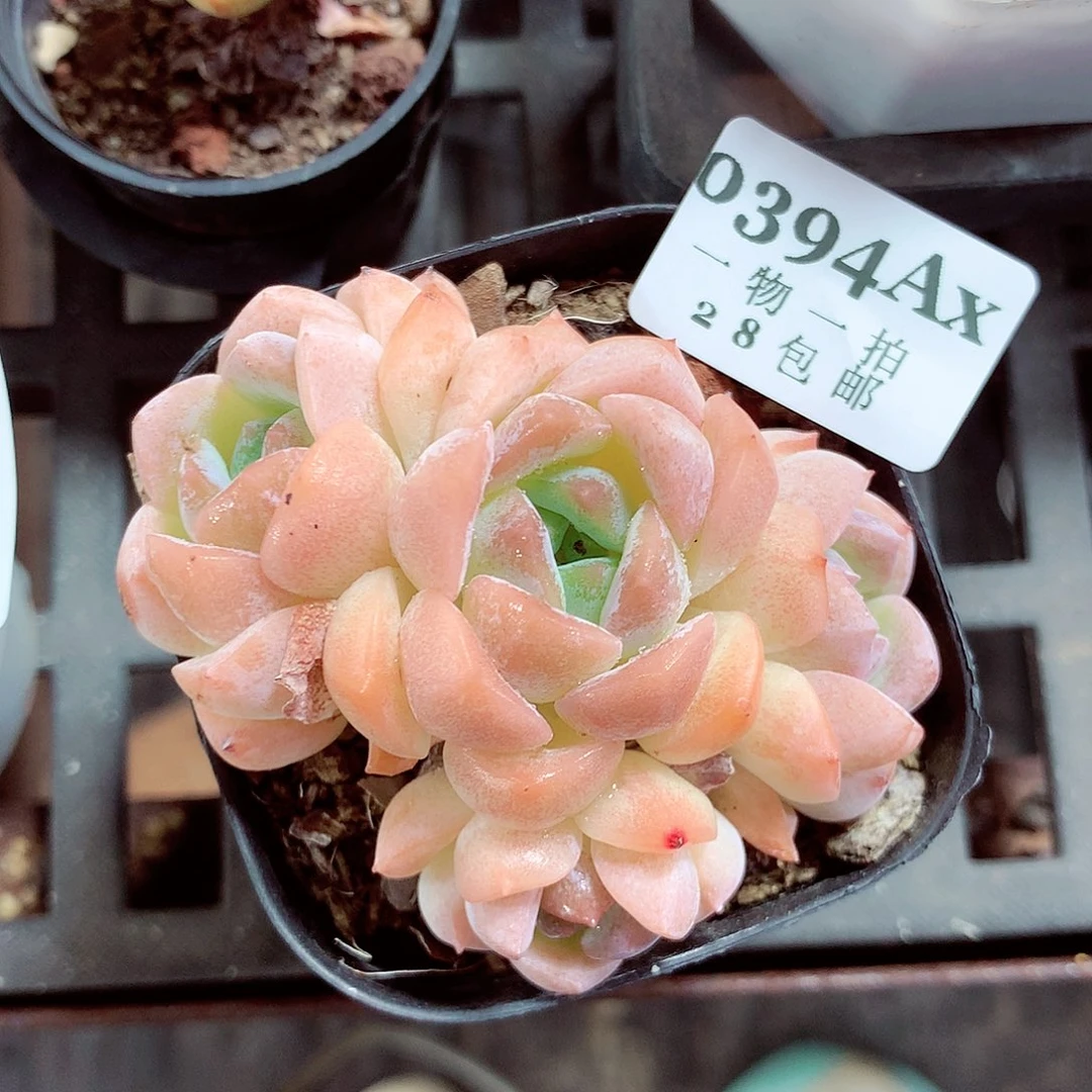 5厘米盆精控多肉394