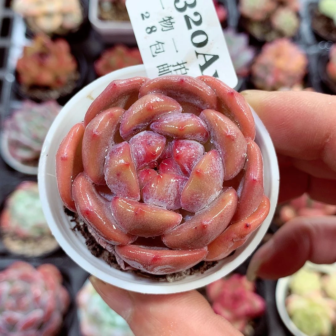 5厘米盆精控多肉320
