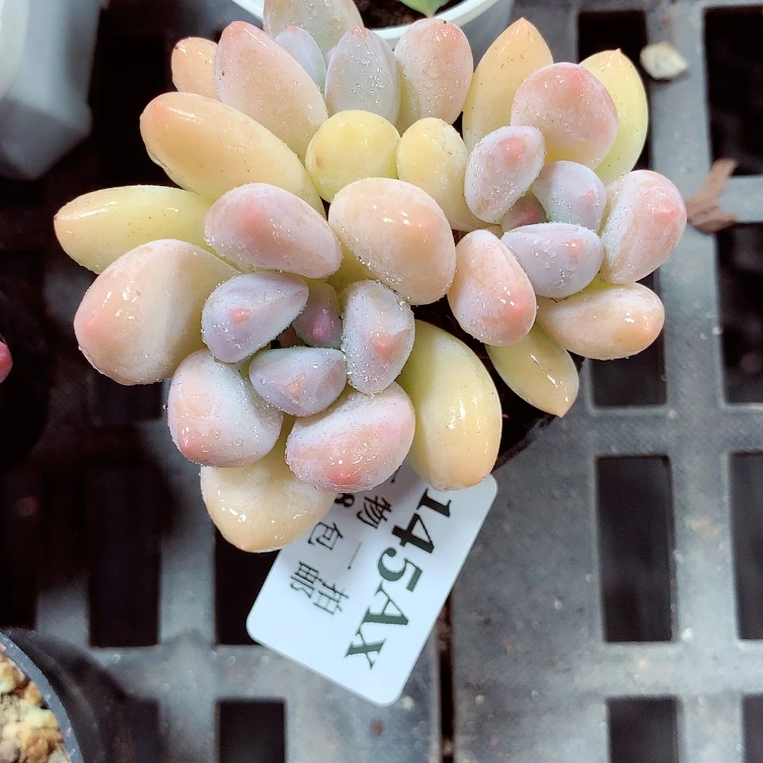 5厘米盆精控多肉145