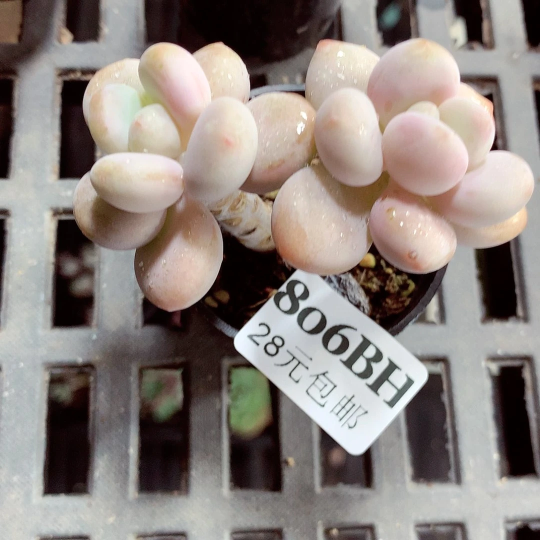 5厘米盆精控多肉806