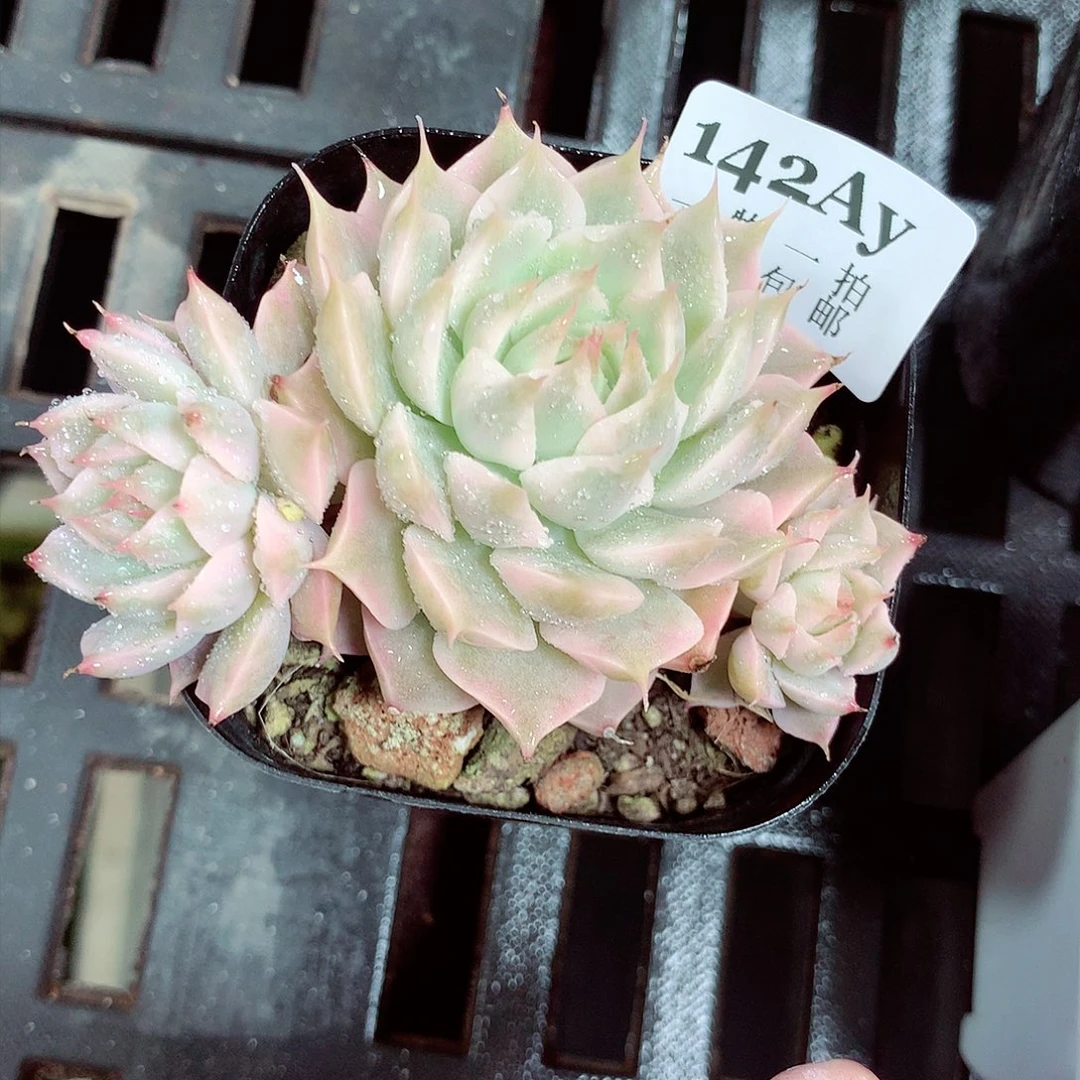 5厘米盆精控多肉142