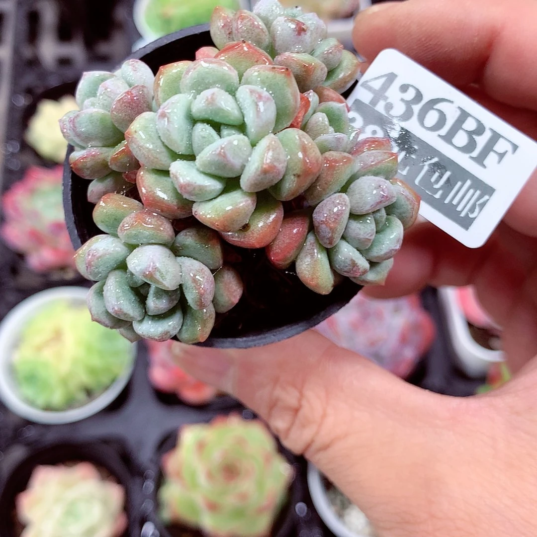 5厘米盆精控多肉436