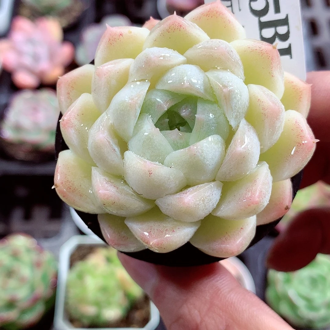 5厘米盆精控多肉475