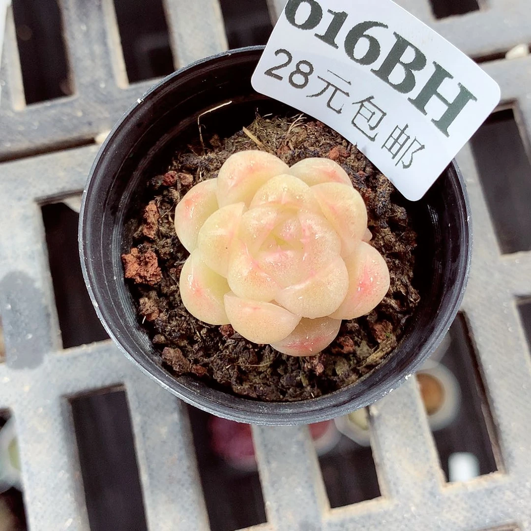 5厘米盆精控多肉616