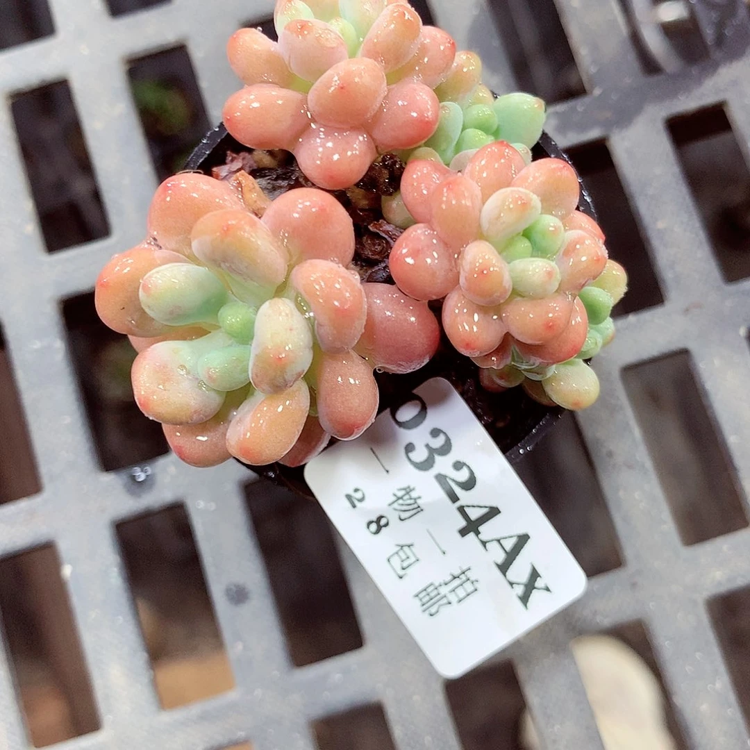 5厘米盆精控多肉324