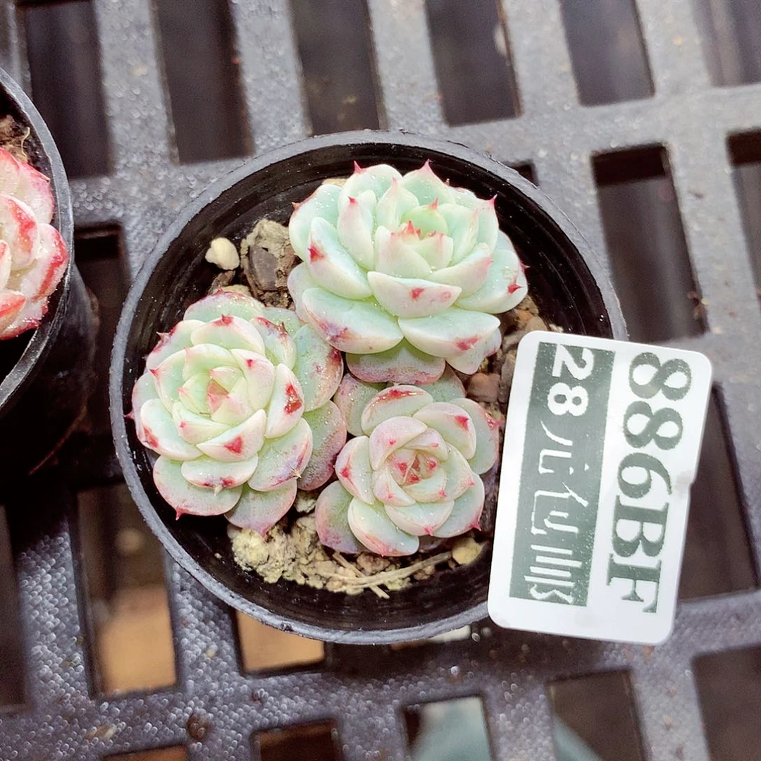 5厘米盆精控多肉886