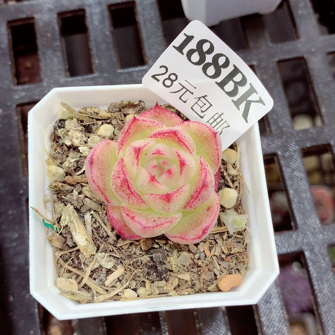 5厘米盆精控多肉188