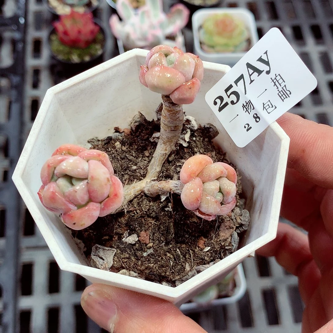 5厘米盆精控多肉257