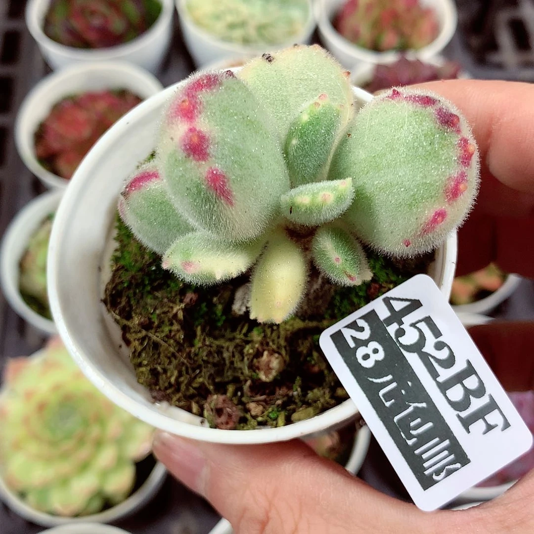 5厘米盆精控多肉452