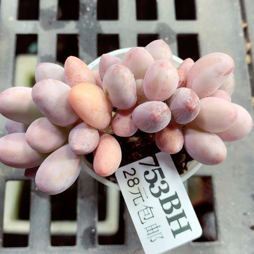 5厘米盆精控多肉753