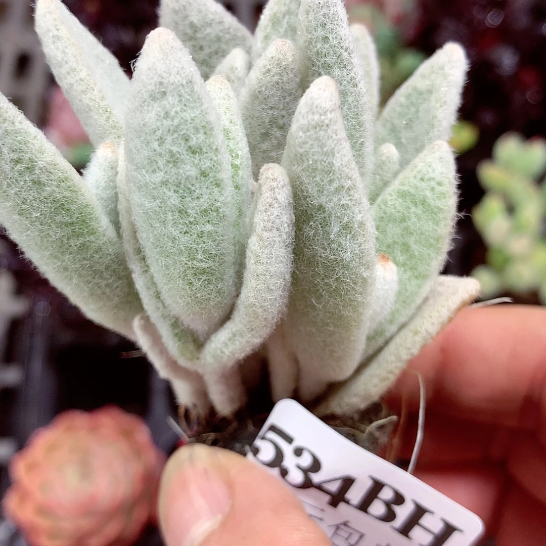 5厘米盆精控多肉534