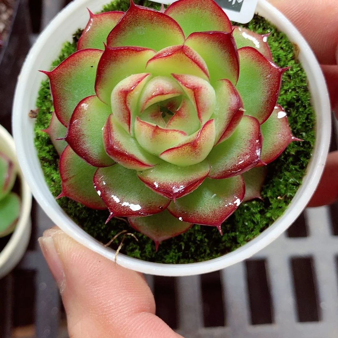 5厘米盆精控多肉342