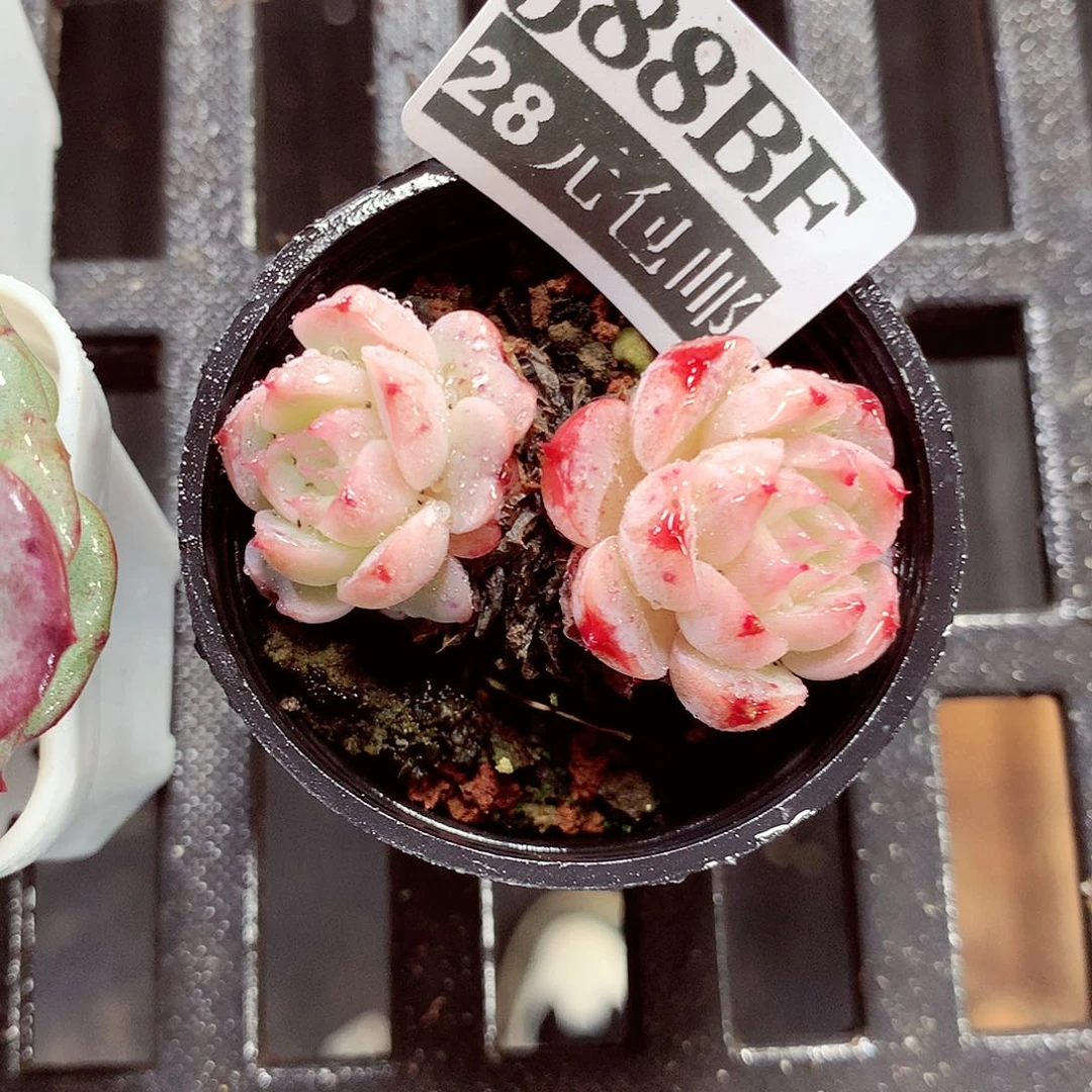 5厘米盆精控多肉588