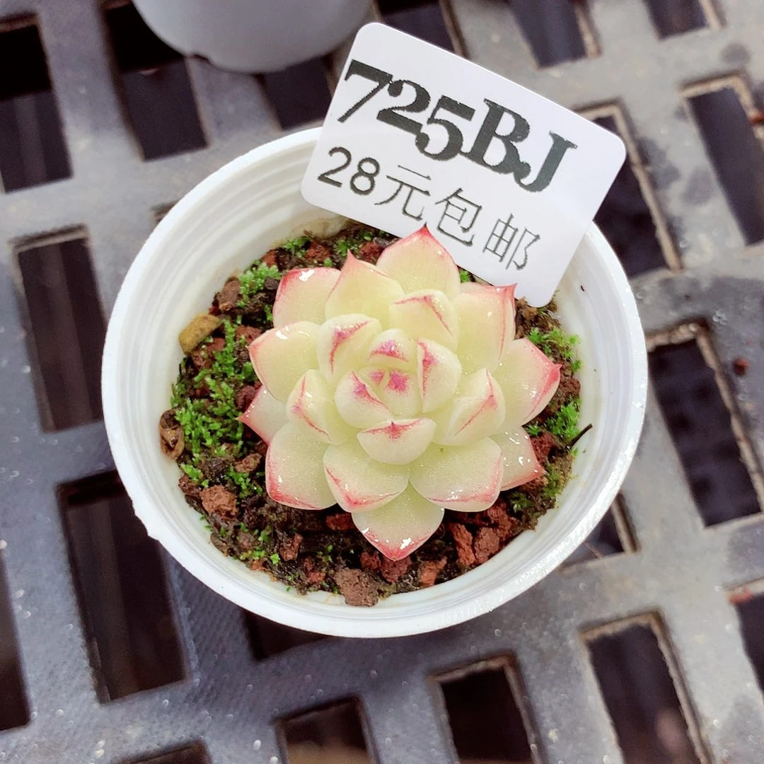 5厘米盆精控多肉725