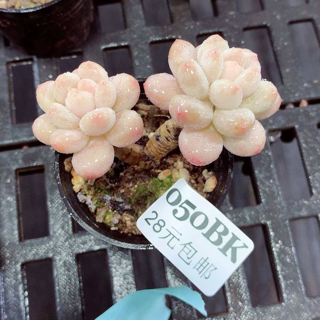 5厘米盆精控多肉050