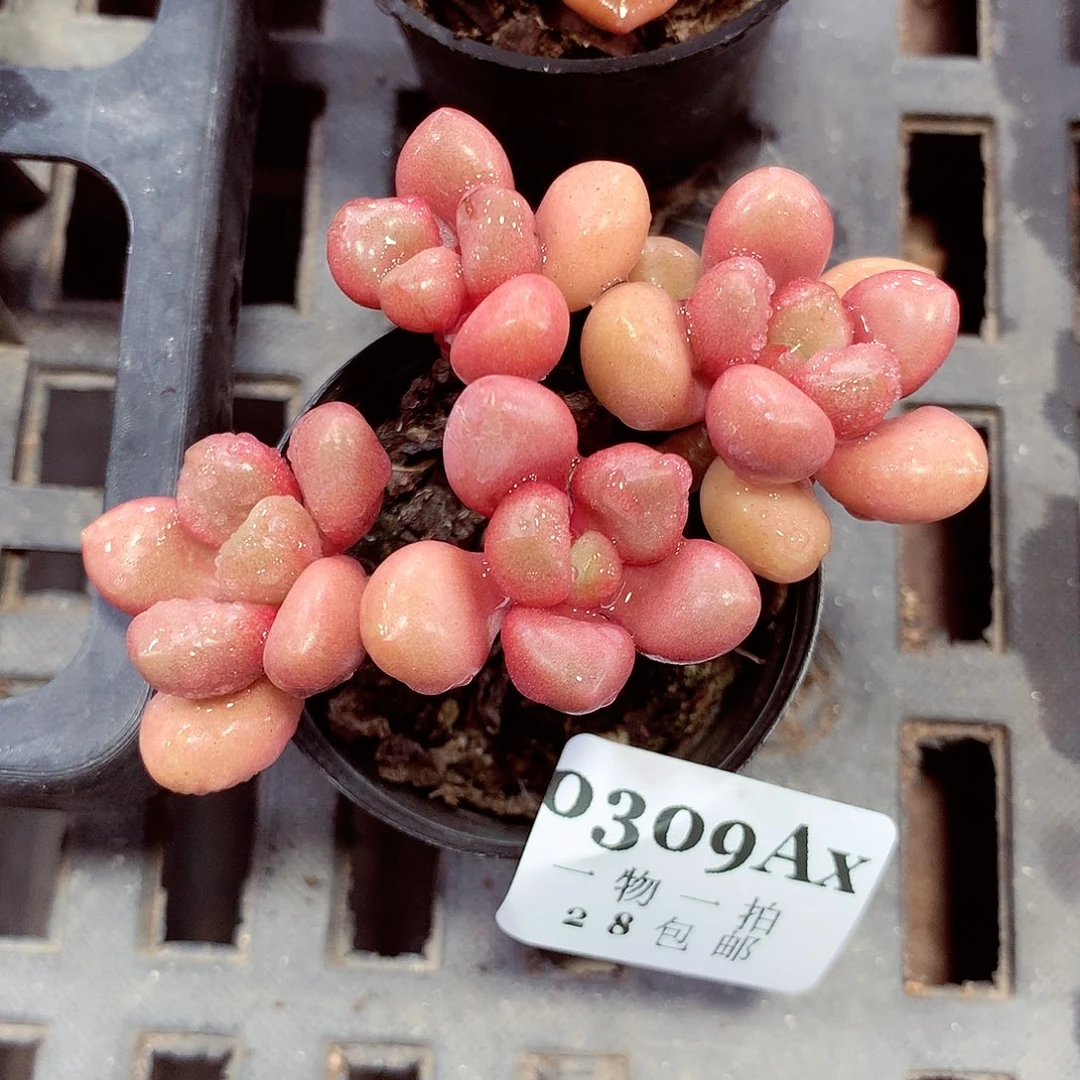 5厘米盆精控多肉309