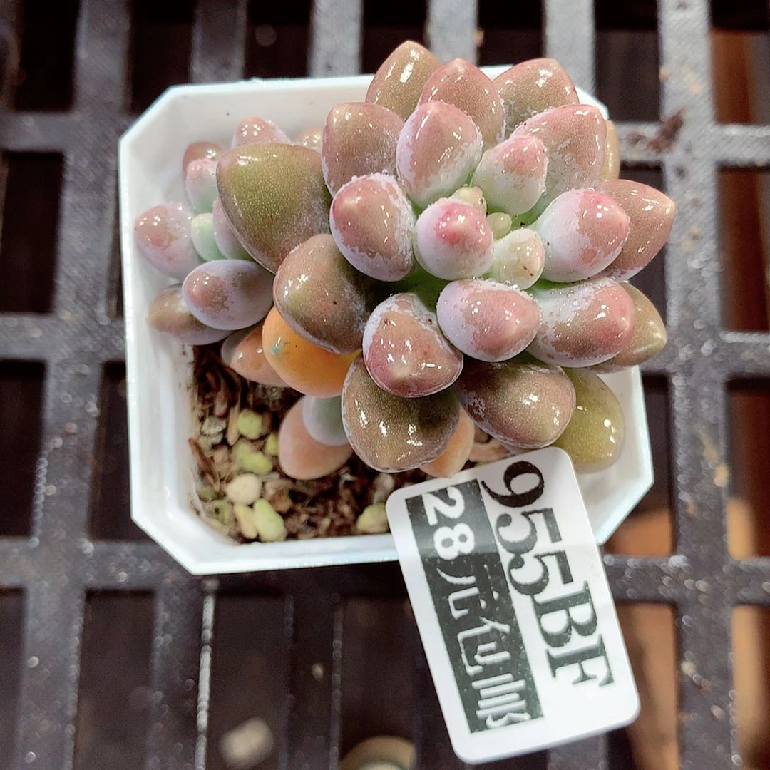 5厘米盆精控多肉955