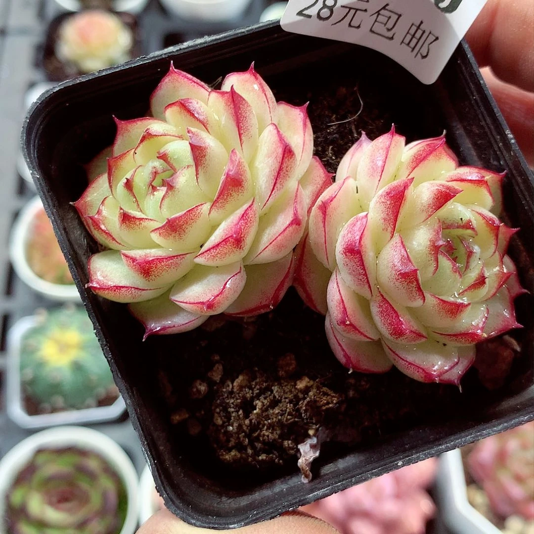 5厘米盆精控多肉284