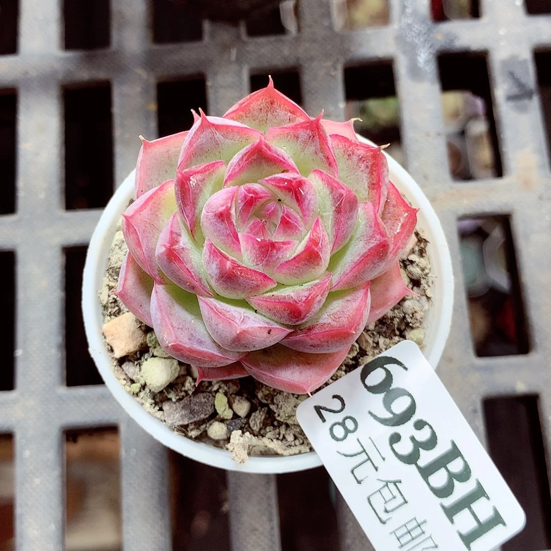 5厘米盆精控多肉693