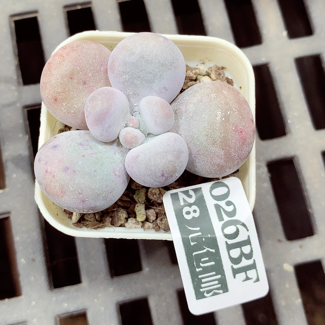 5厘米盆精控多肉026