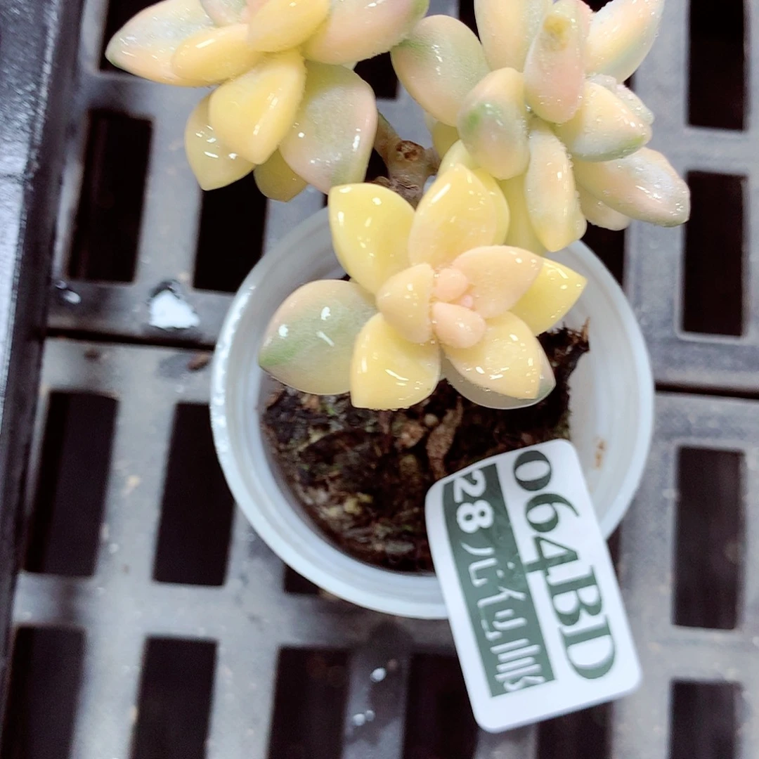 5厘米盆精控多肉064