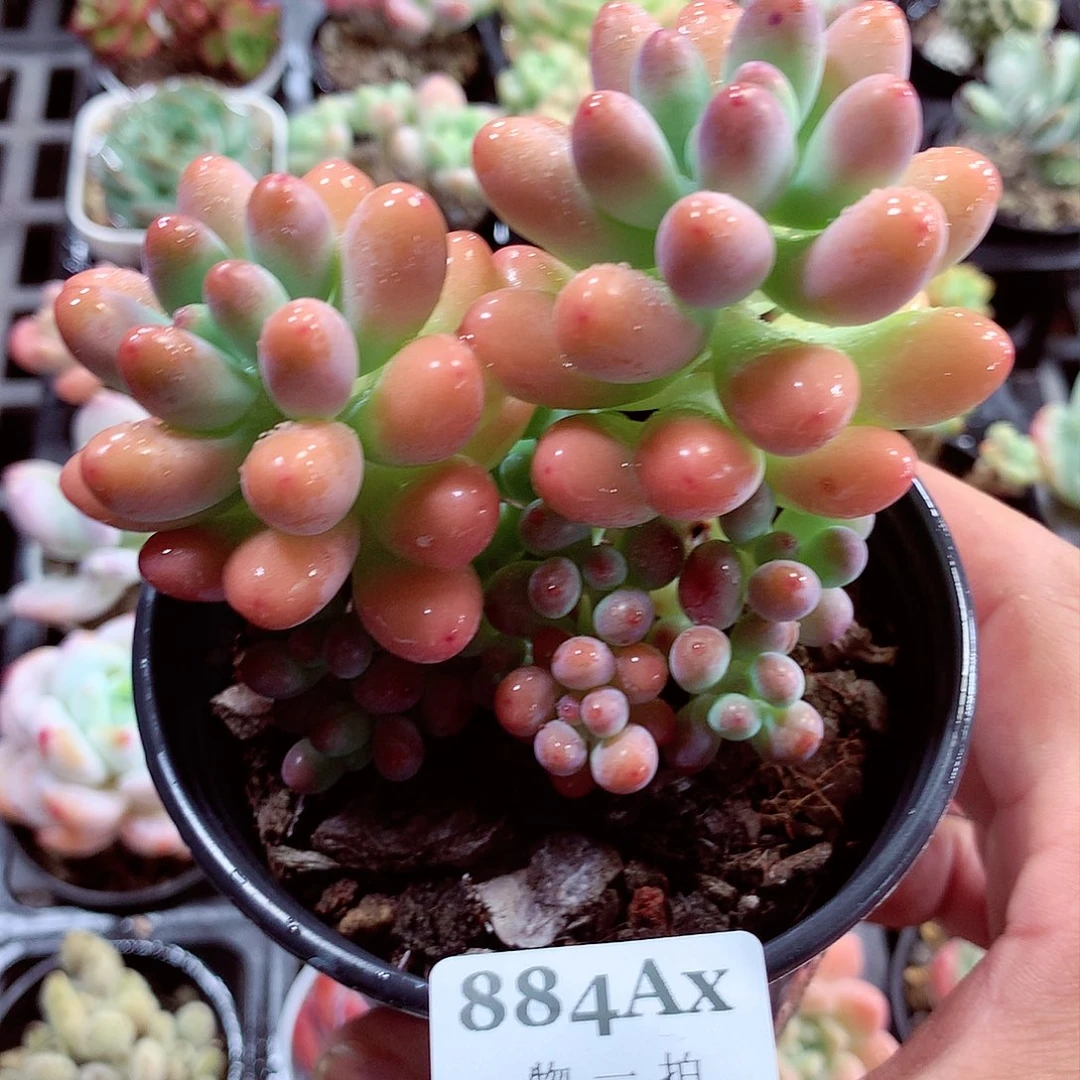 5厘米盆精控多肉884