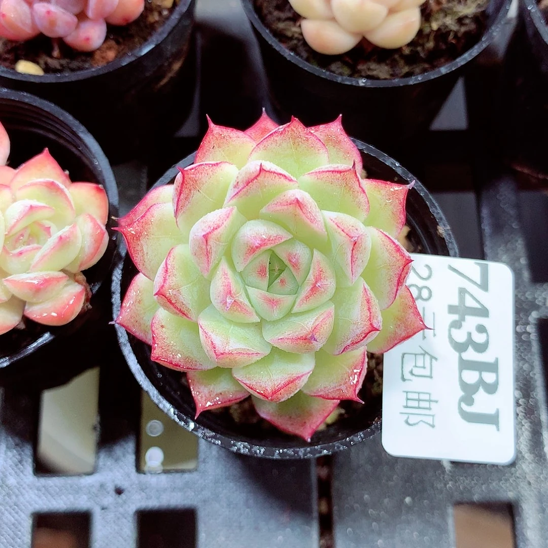 5厘米盆精控多肉743