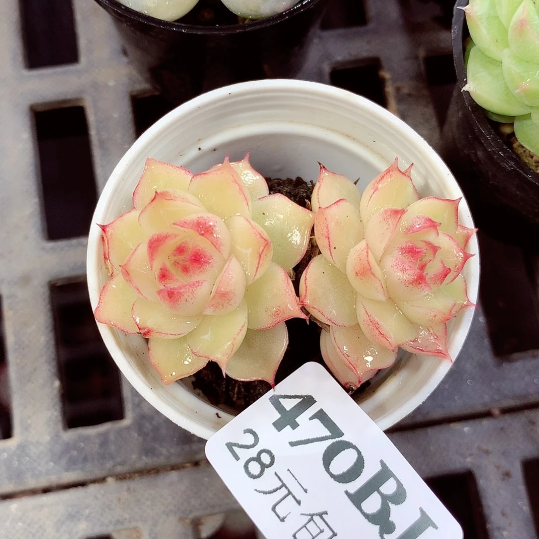 5厘米盆精控多肉470