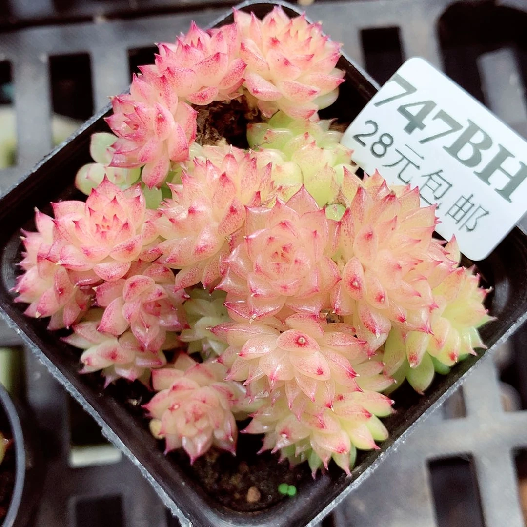 5厘米盆精控多肉747