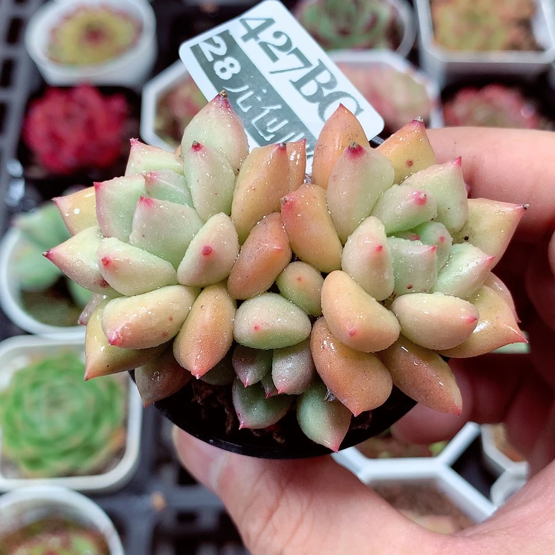 5厘米盆精控多肉427