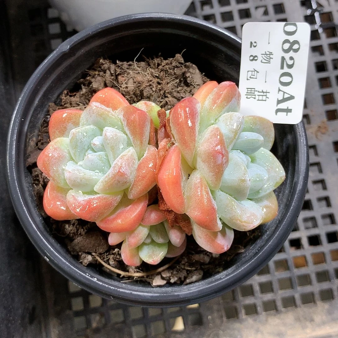 5厘米盆精控多肉820