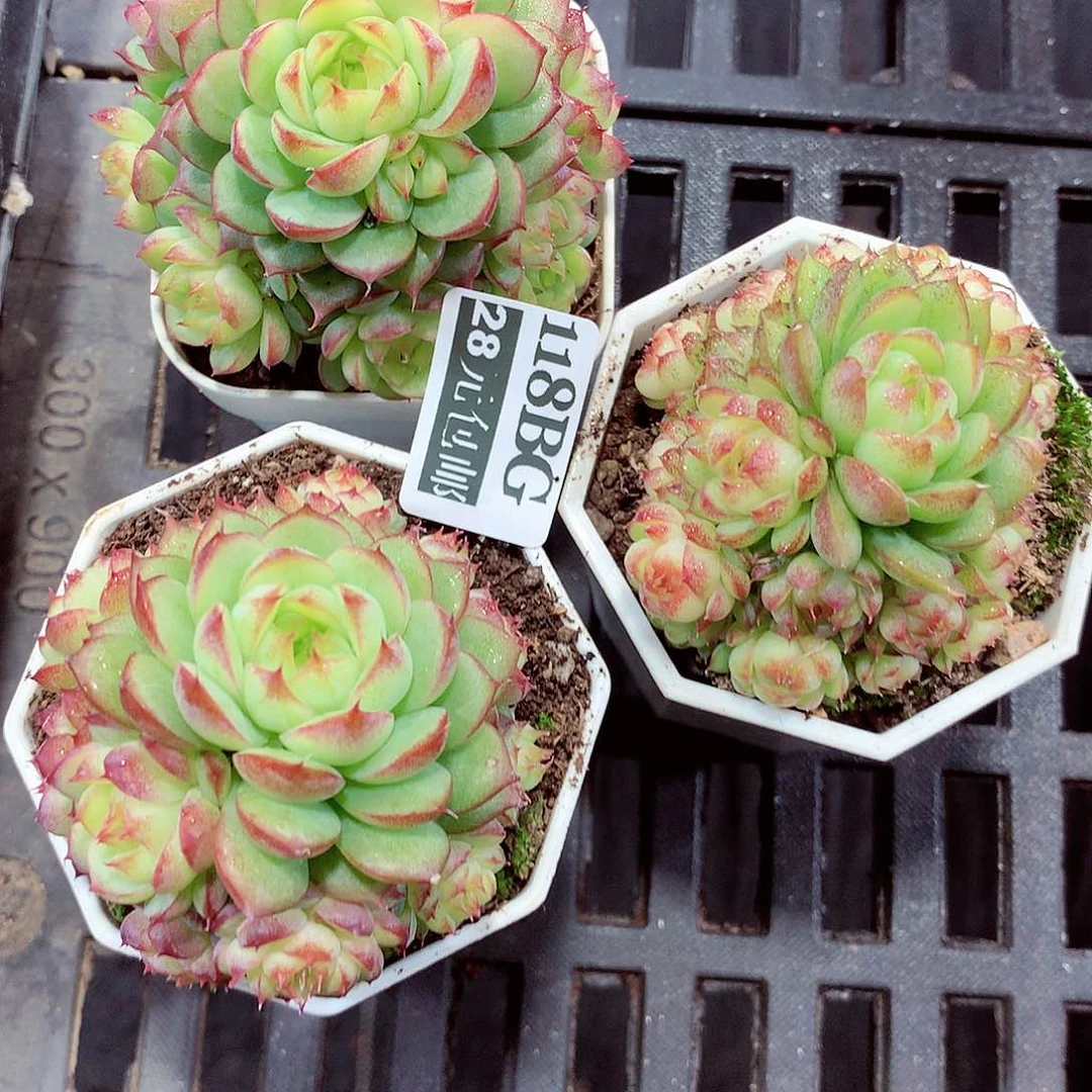 5厘米盆精控多肉118