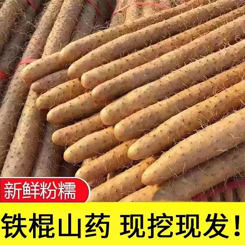正宗铁棍山药小白嘴山药淮山药新鲜种植产地直发带土5斤