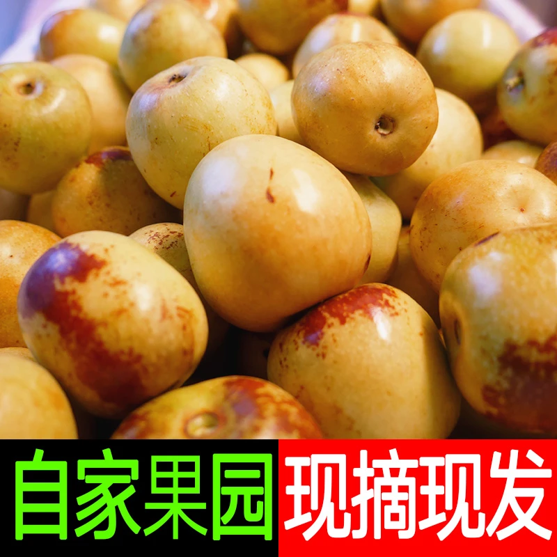 陕西大荔冬枣新鲜现摘产地发货鲜枣3-5斤营养果园