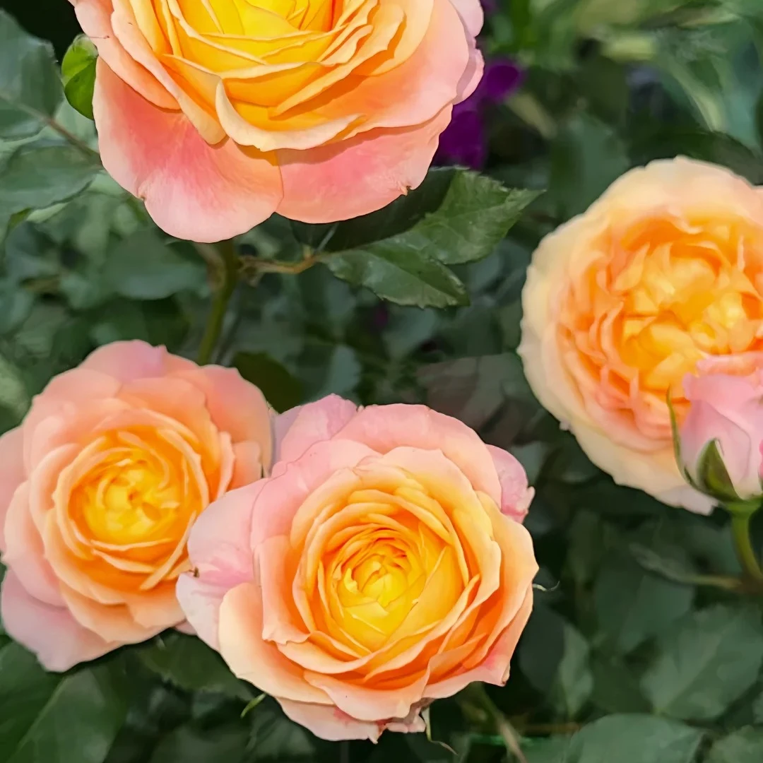 大花美人/彩虹阳台灌木丰花浓香多季勤花盆栽阳台庭院绿植花卉苗