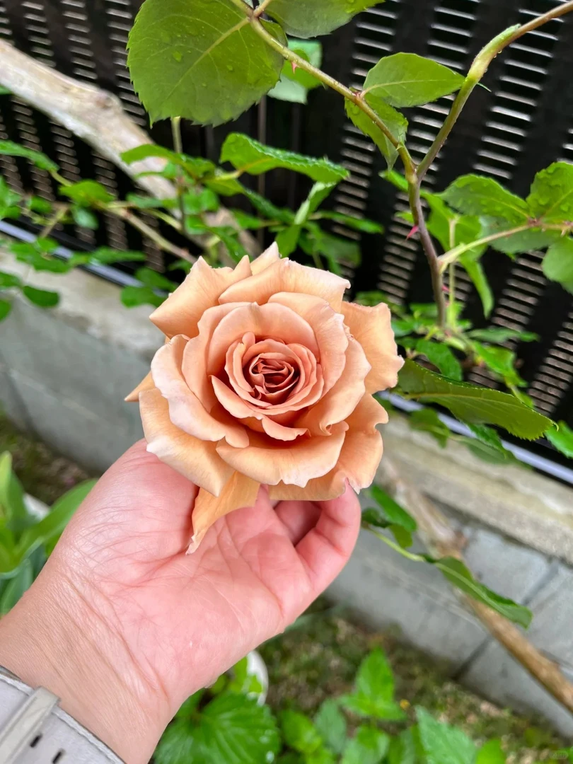 茱莉亚灌木大花浓香多季勤花丰花阳台庭院地载盆栽绿植花卉月季苗