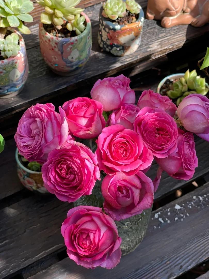 特拉方特扦插灌木大花浓香多季丰花勤花多季盆栽地载阳台庭院绿植