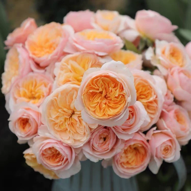 P18中大苗带盆带土切花朱丽叶月季花盆栽优选阳台可地栽盆栽阳台